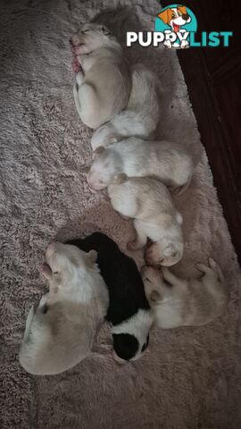 BORDER COLLIE PUPS FOR SALE