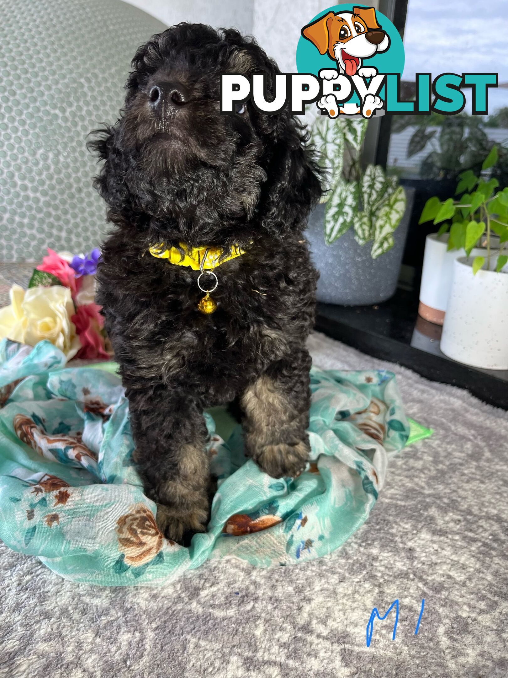 Purebred Toy/Mini Poodle puppies