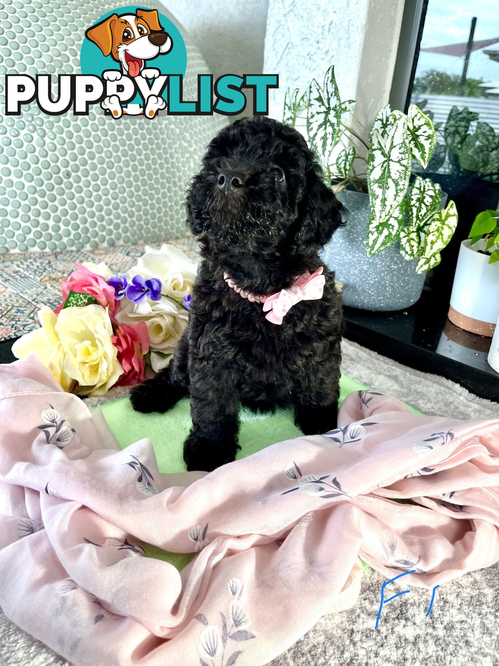 Purebred Toy/Mini Poodle puppies