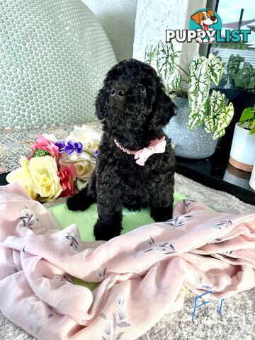 Purebred Toy/Mini Poodle puppies