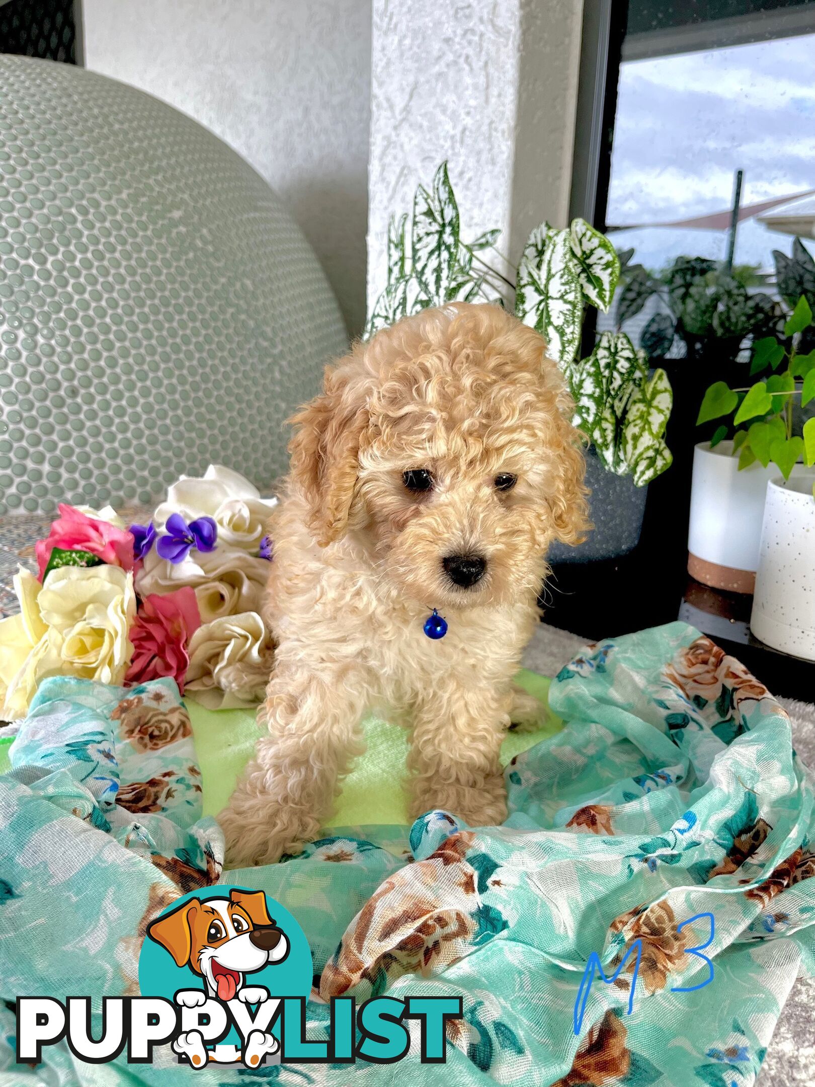 Purebred Toy/Mini Poodle puppies