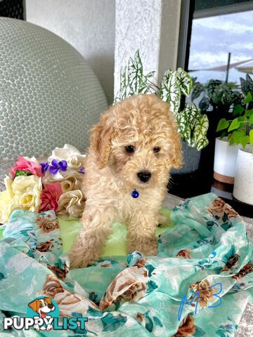 Purebred Toy/Mini Poodle puppies