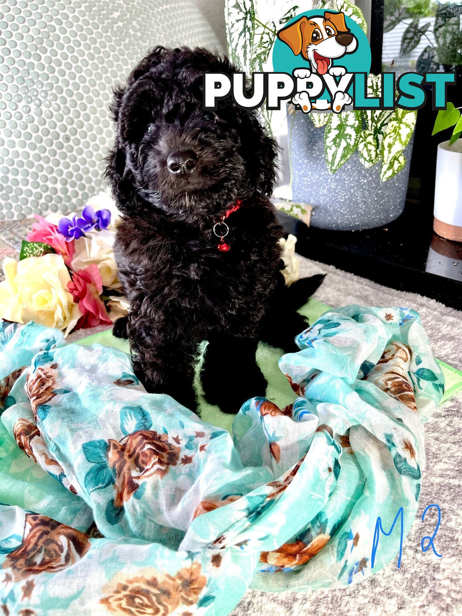Purebred Toy/Mini Poodle puppies