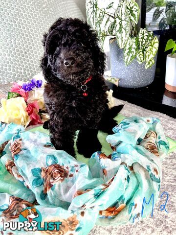 Purebred Toy/Mini Poodle puppies
