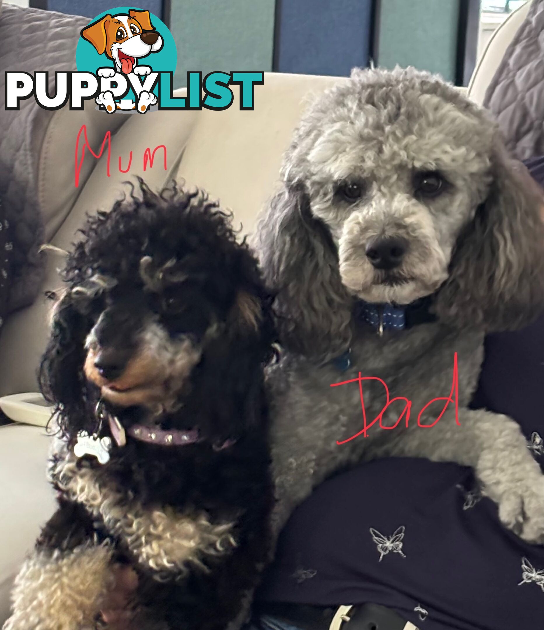Purebred Toy/Mini Poodle puppies