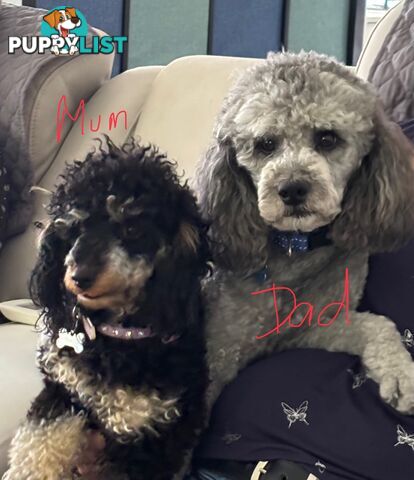 Purebred Toy/Mini Poodle puppies