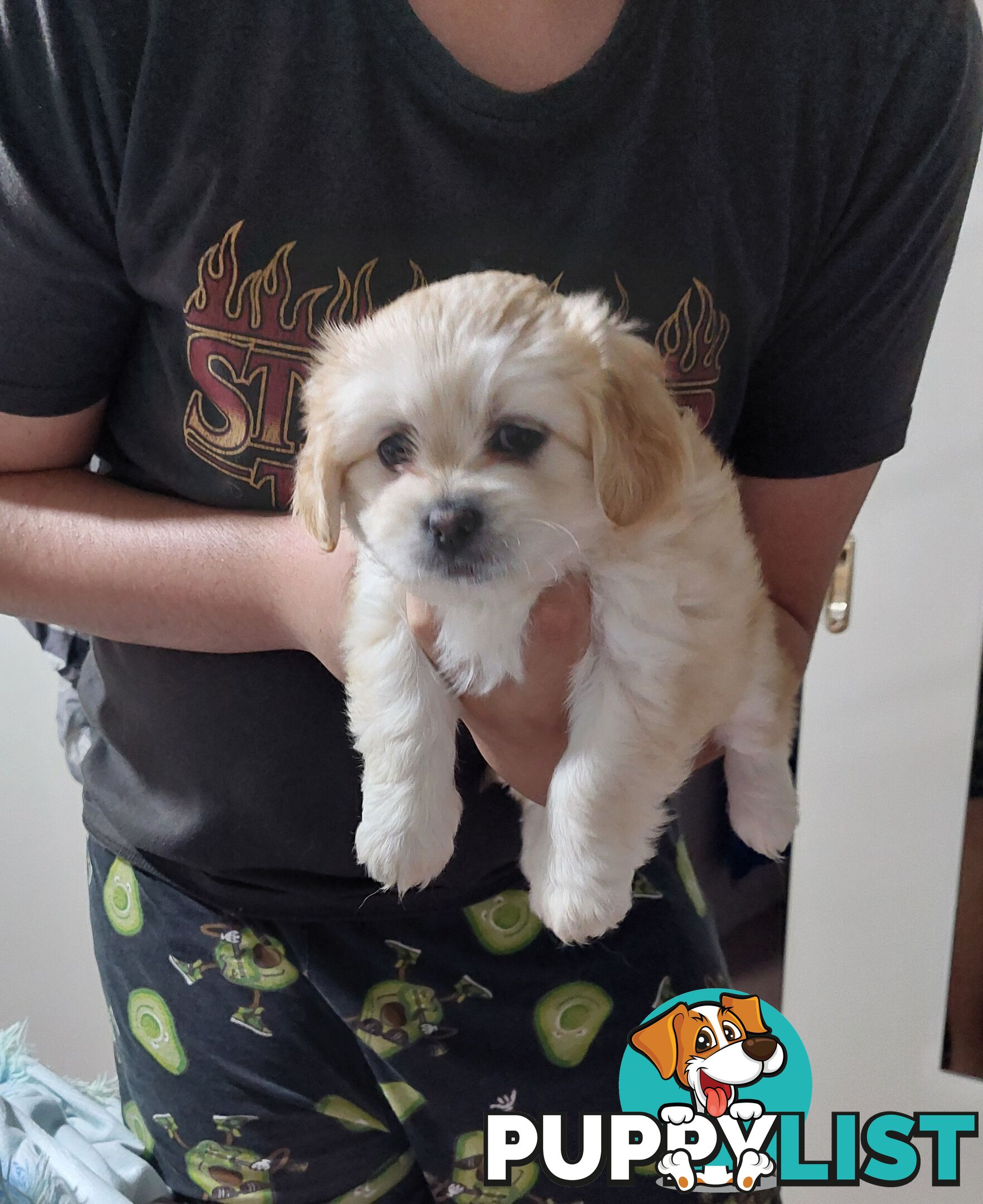 Maltese x shitzu x cav