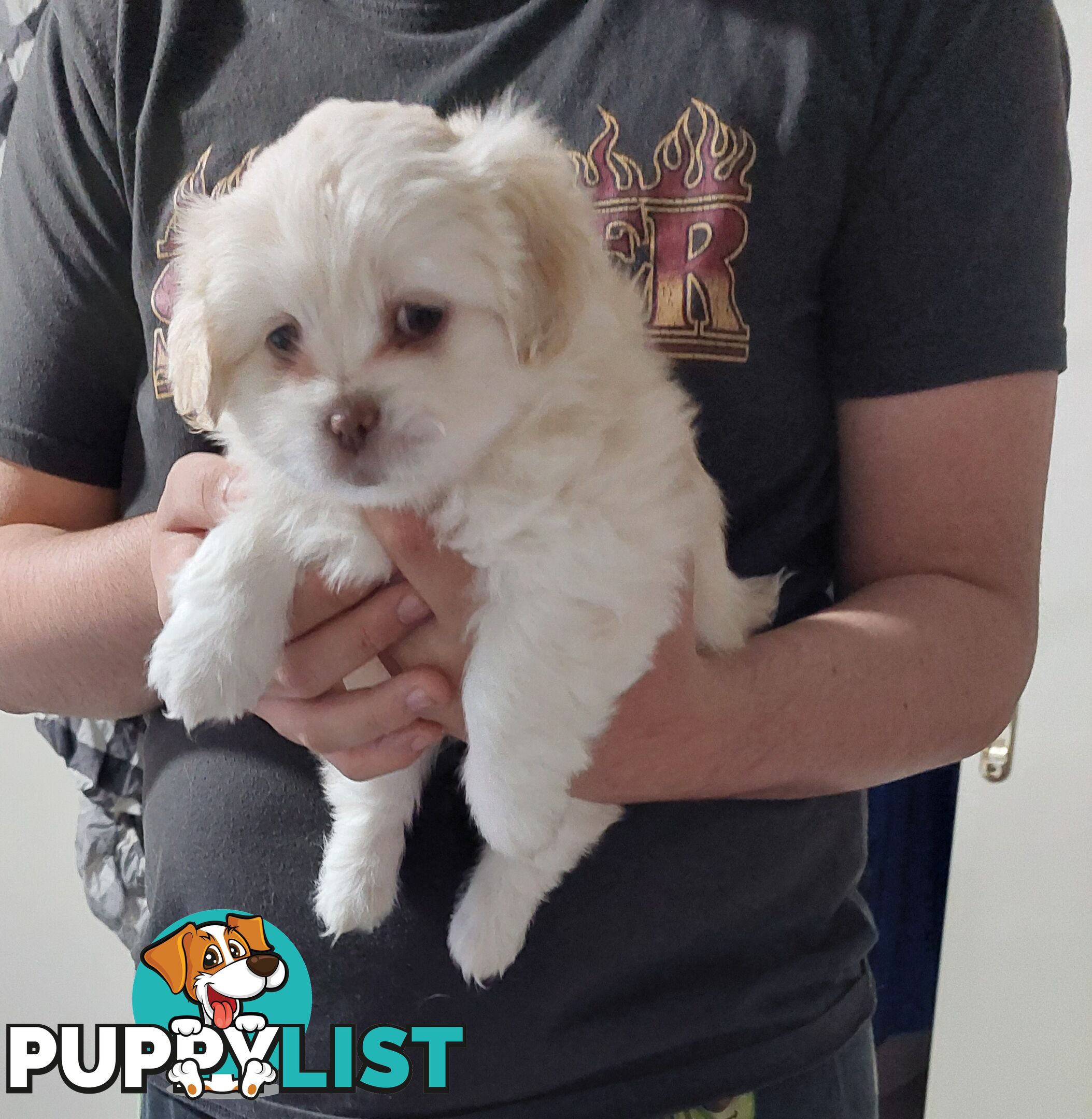 Maltese x shitzu x cav