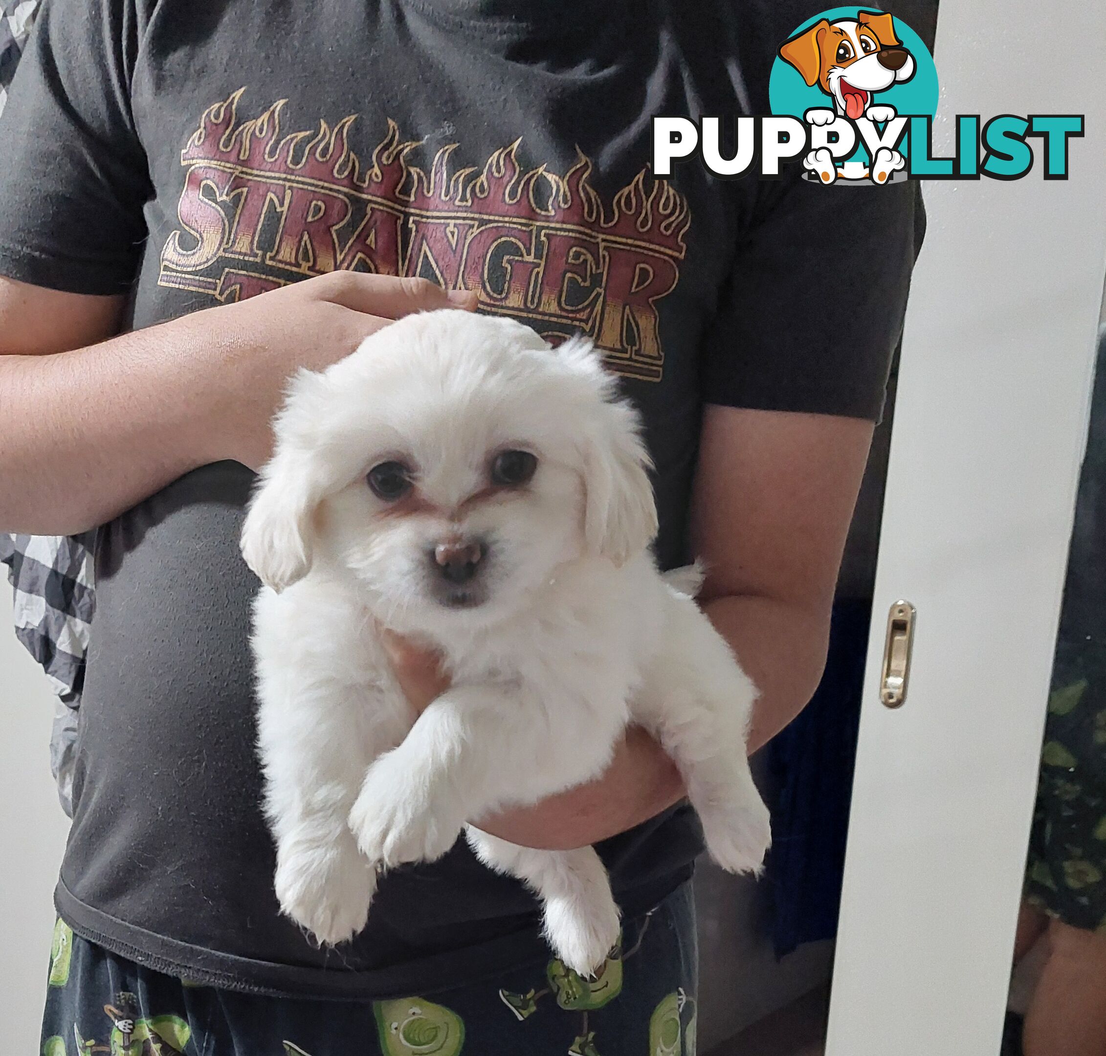 Maltese x shitzu x cav