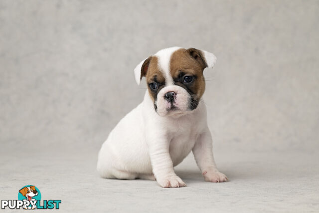 French Bulldog Puppies 4 Sale