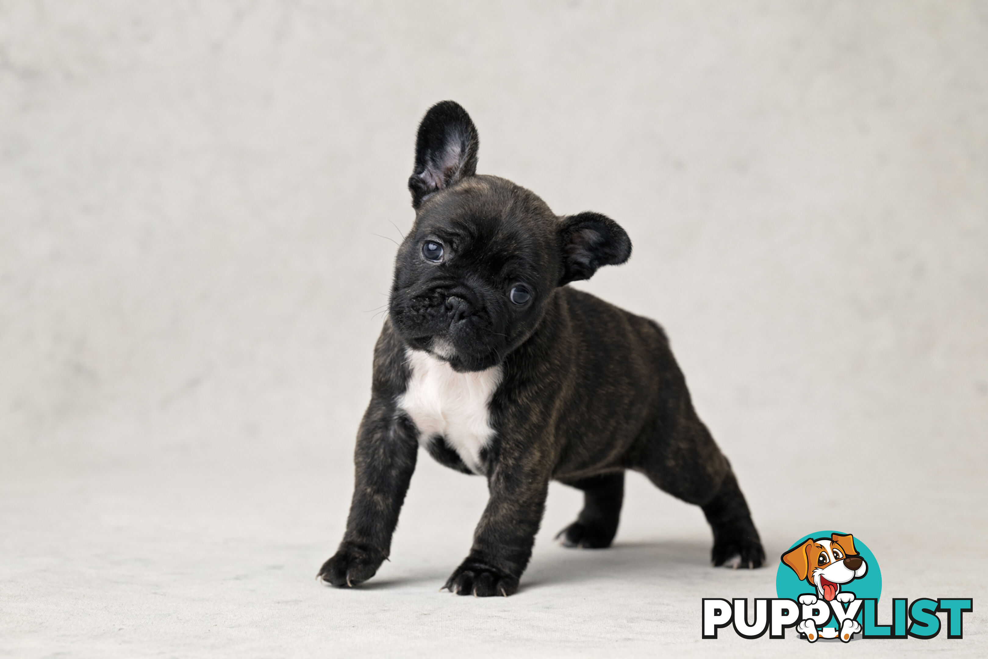 French Bulldog Puppies 4 Sale