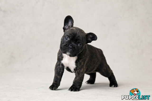 French Bulldog Puppies 4 Sale