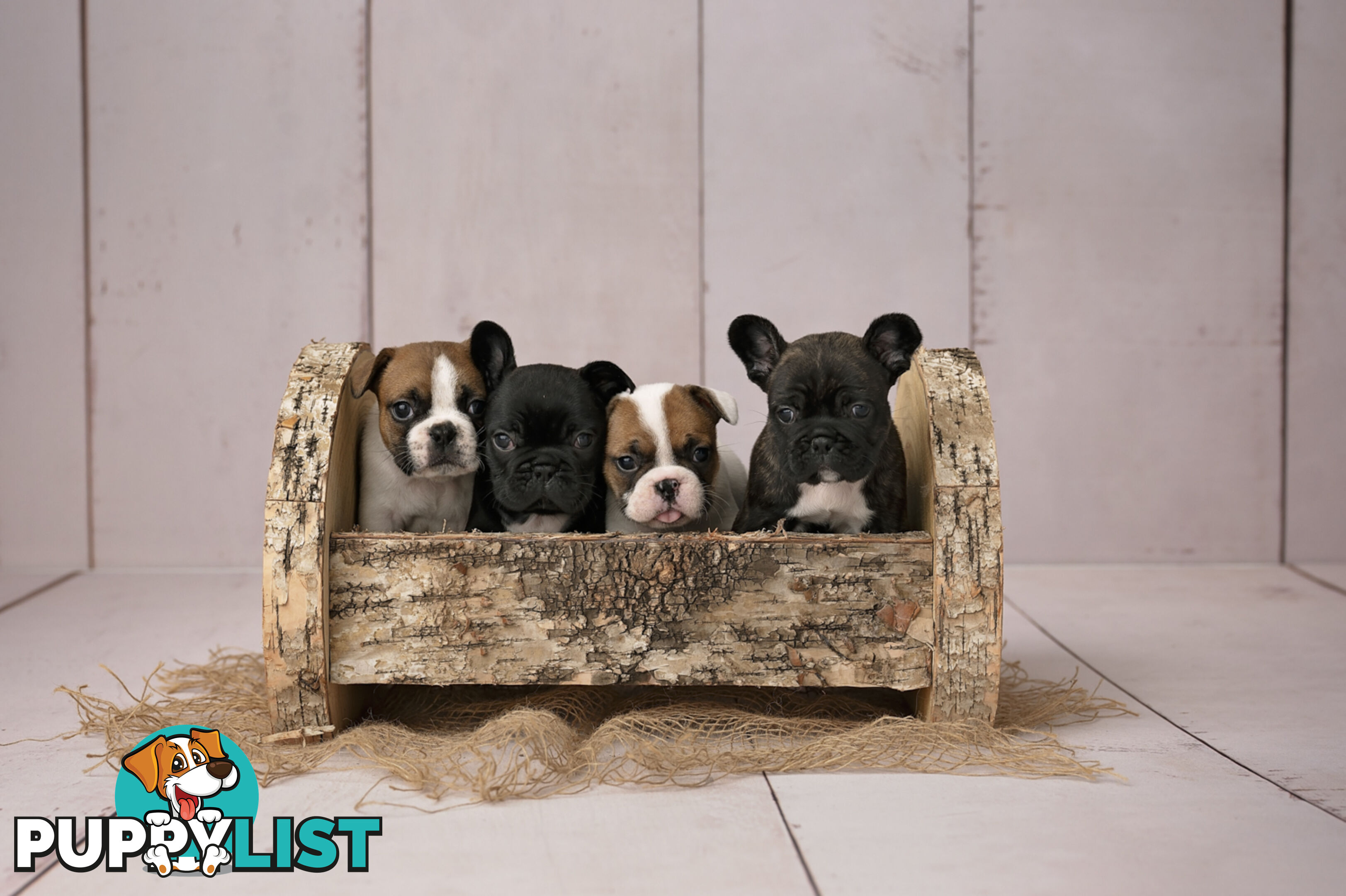 French Bulldog Puppies 4 Sale