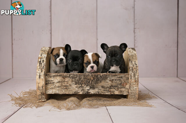 French Bulldog Puppies 4 Sale