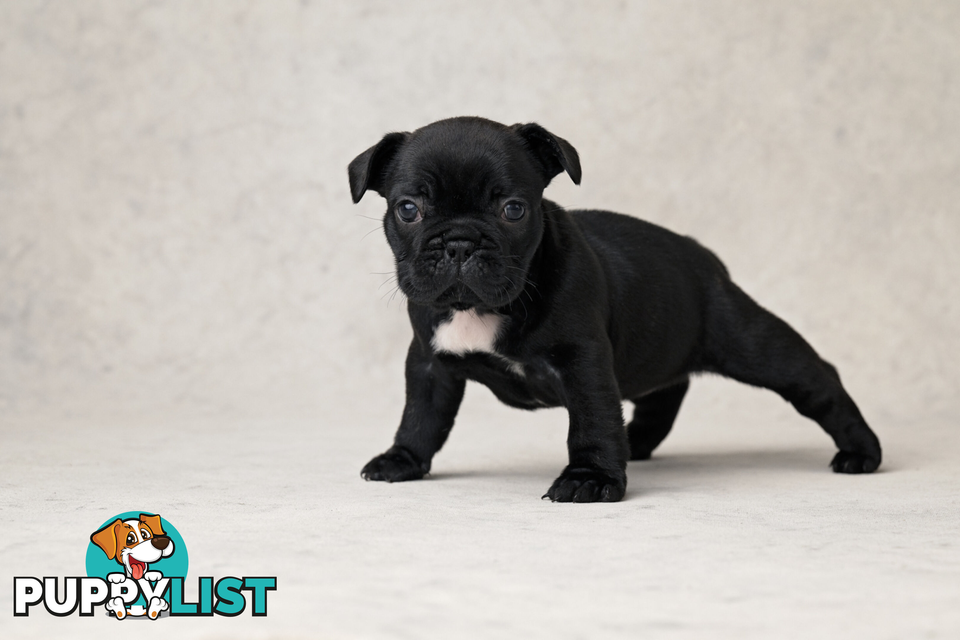 French Bulldog Puppies 4 Sale