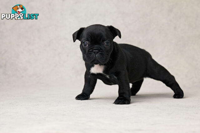 French Bulldog Puppies 4 Sale