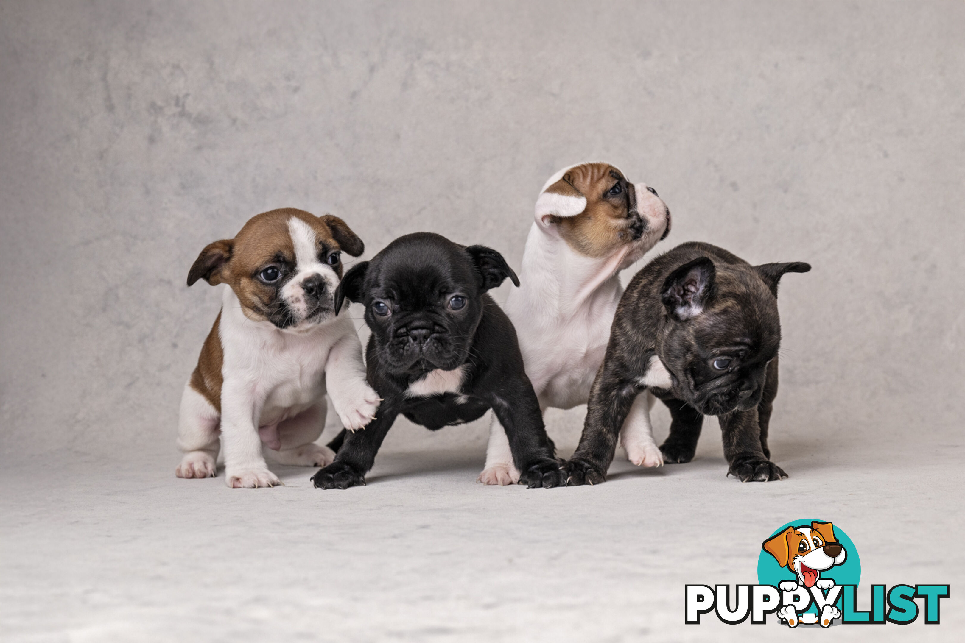 French Bulldog Puppies 4 Sale