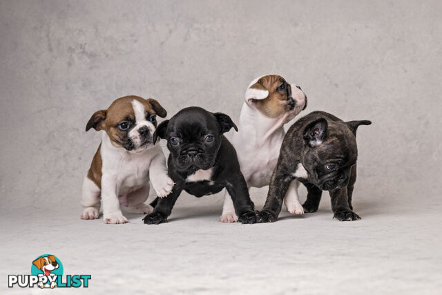 French Bulldog Puppies 4 Sale