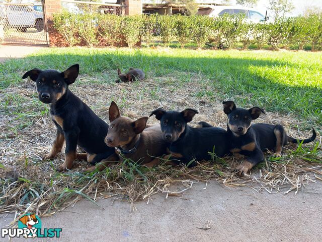 Kelpie Pups For Sale