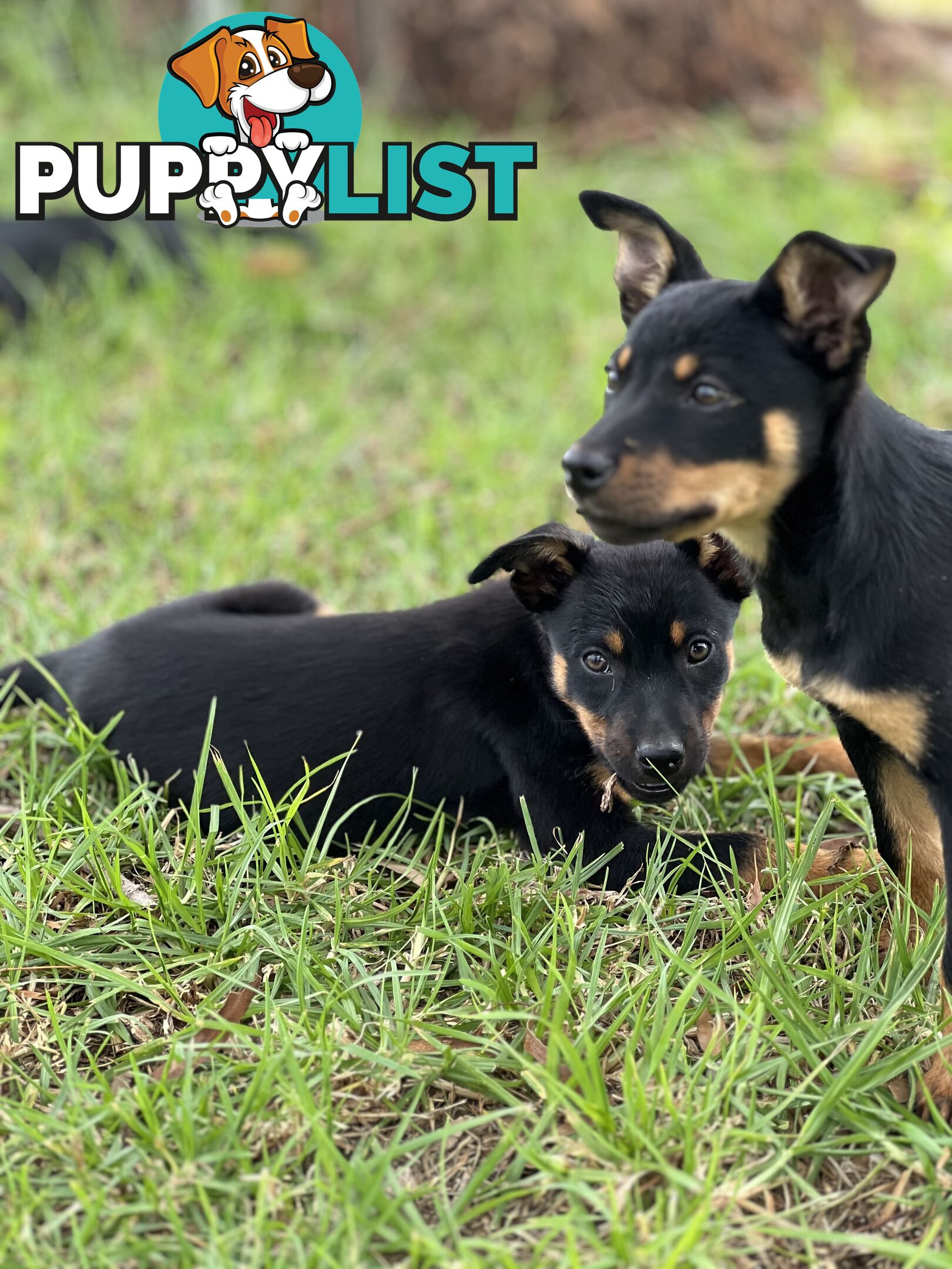 Kelpie Pups For Sale