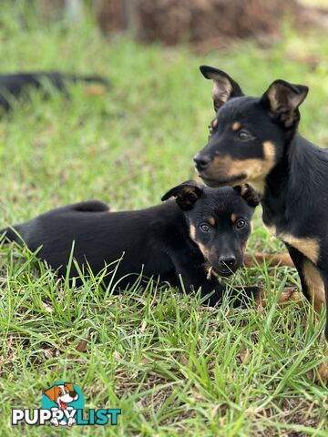 Kelpie Pups For Sale