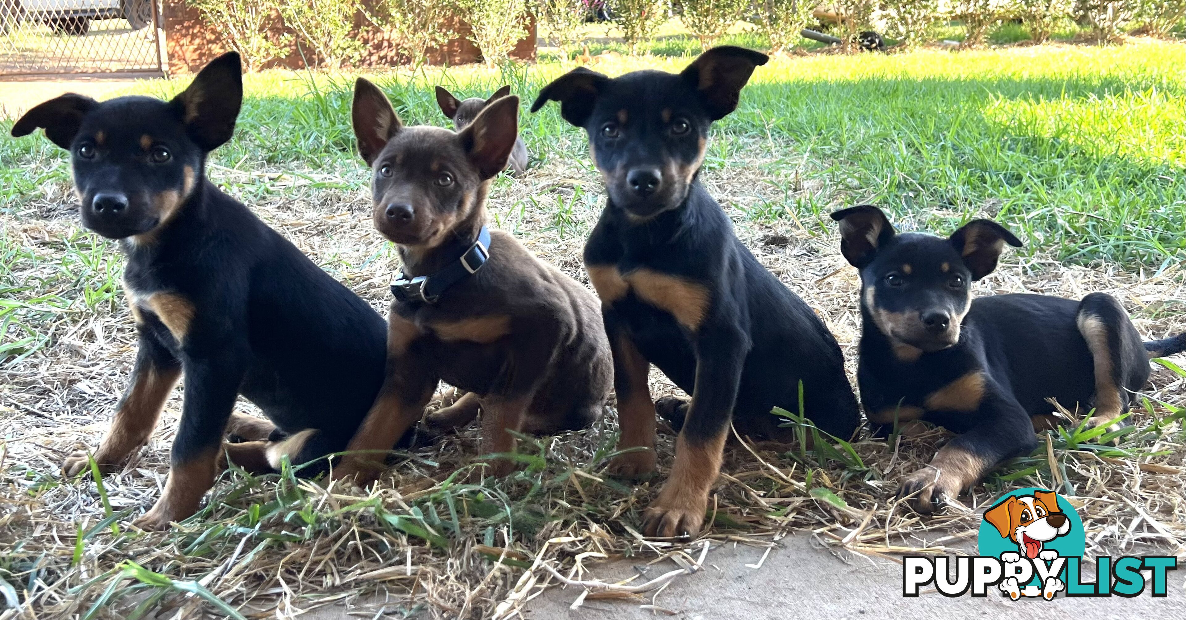 Kelpie Pups For Sale