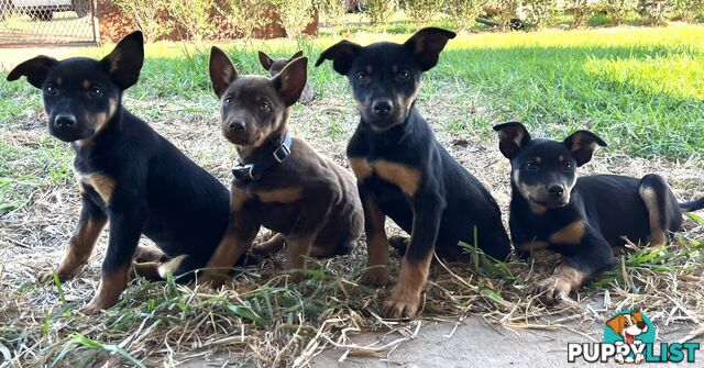 Kelpie Pups For Sale