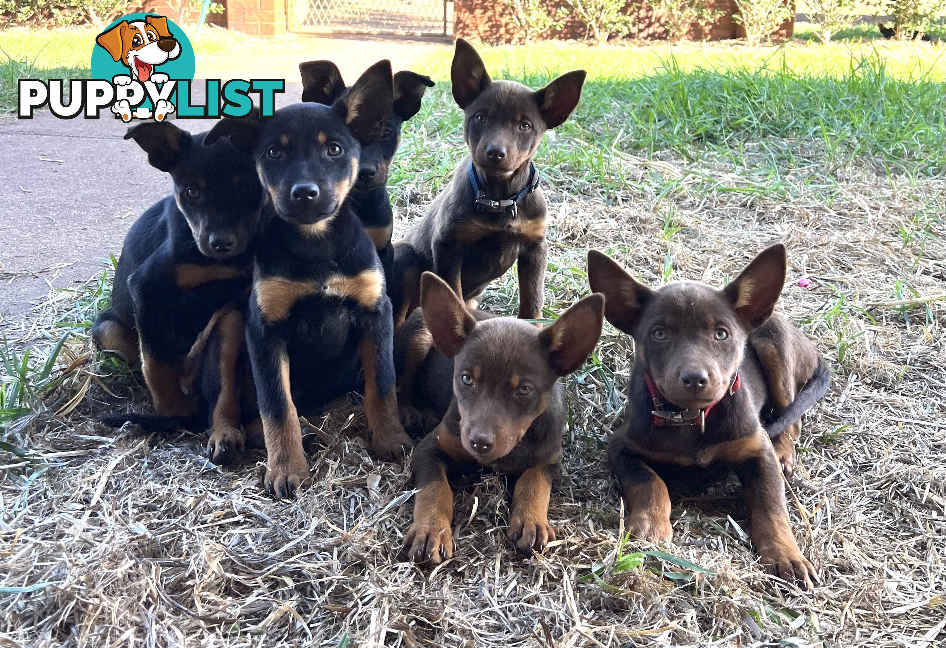 Kelpie Pups For Sale