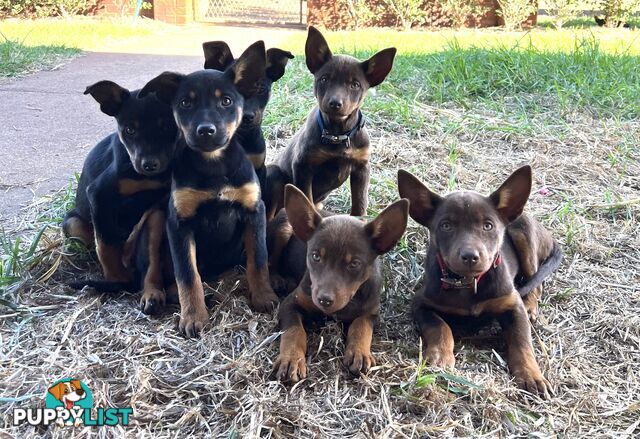 Kelpie Pups For Sale
