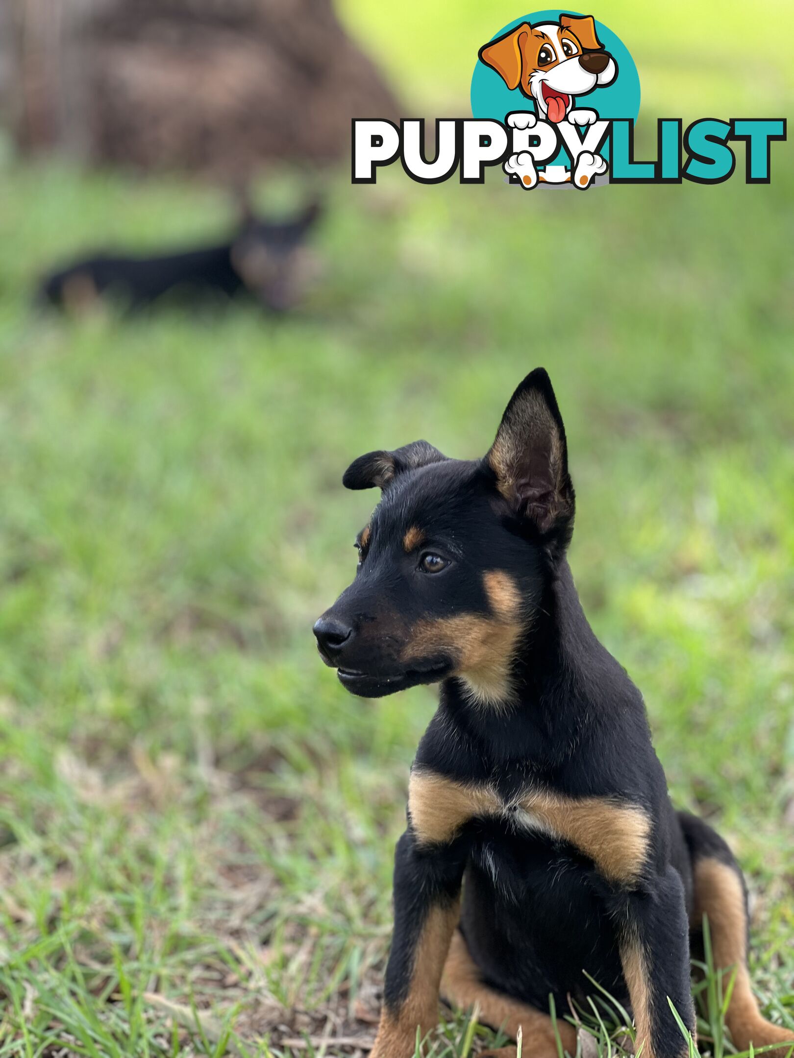 Kelpie Pups For Sale