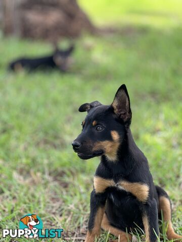 Kelpie Pups For Sale