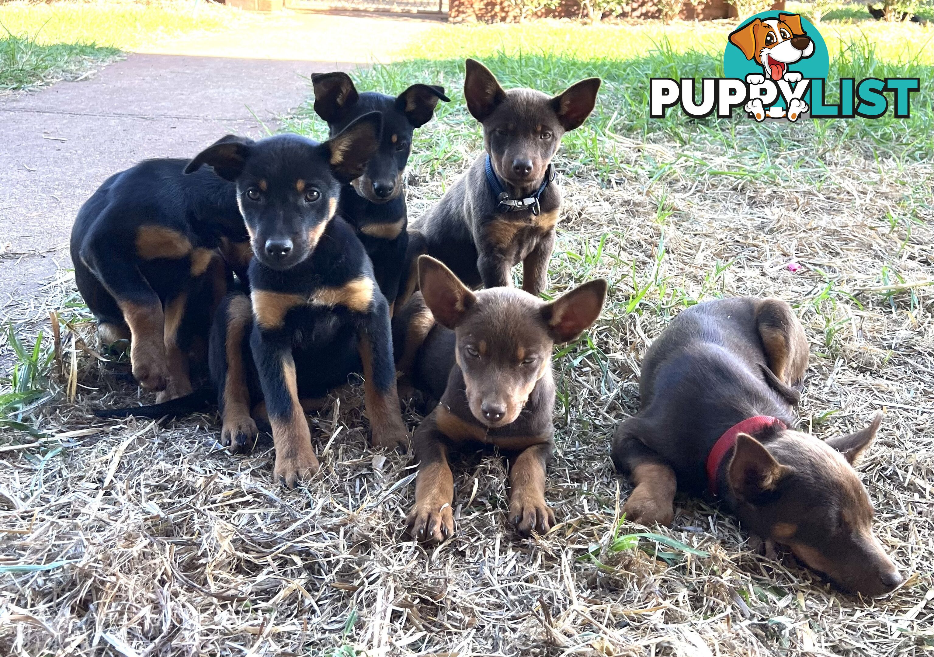 Kelpie Pups For Sale
