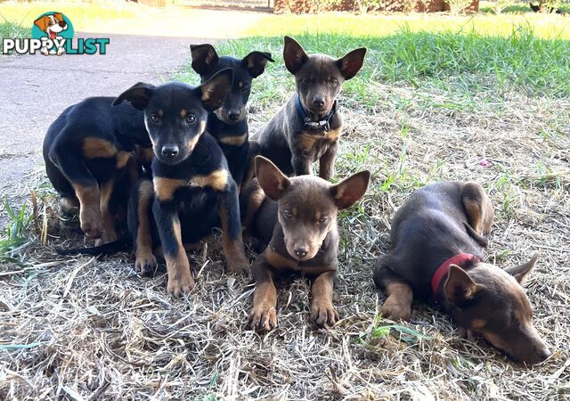 Kelpie Pups For Sale
