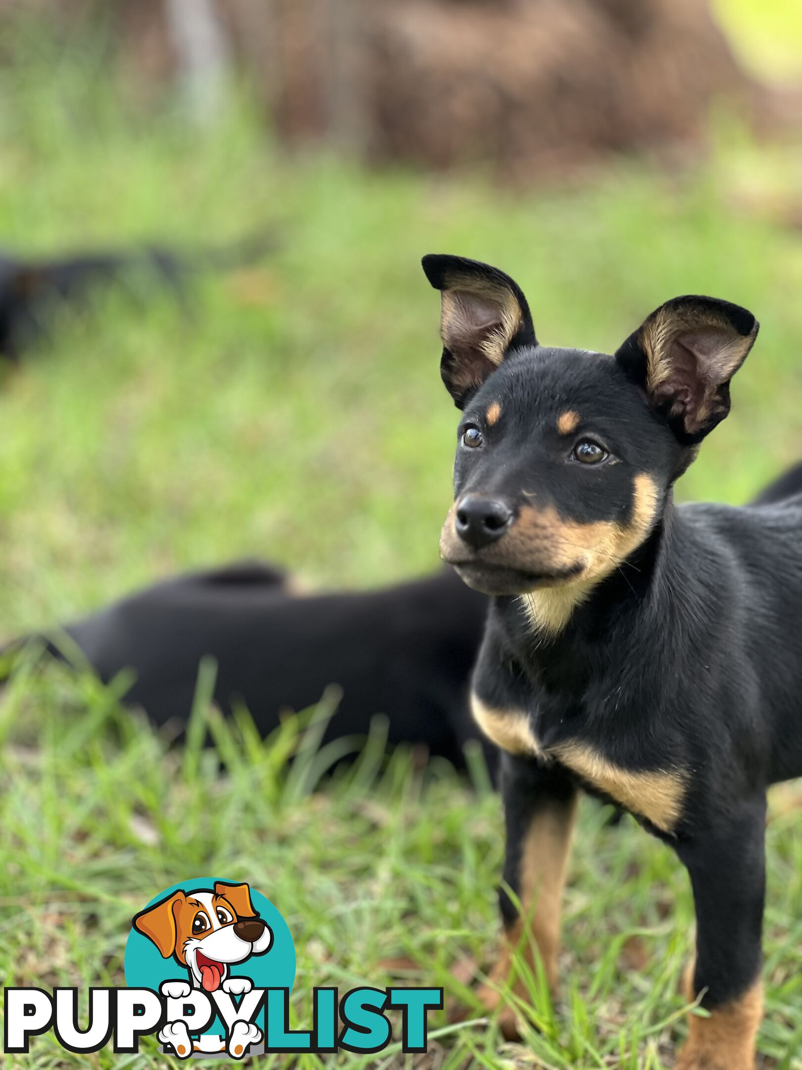 Kelpie Pups For Sale