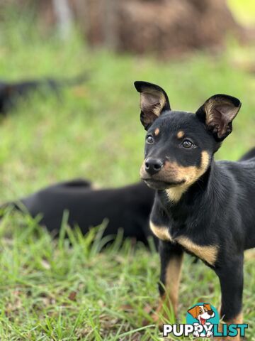 Kelpie Pups For Sale