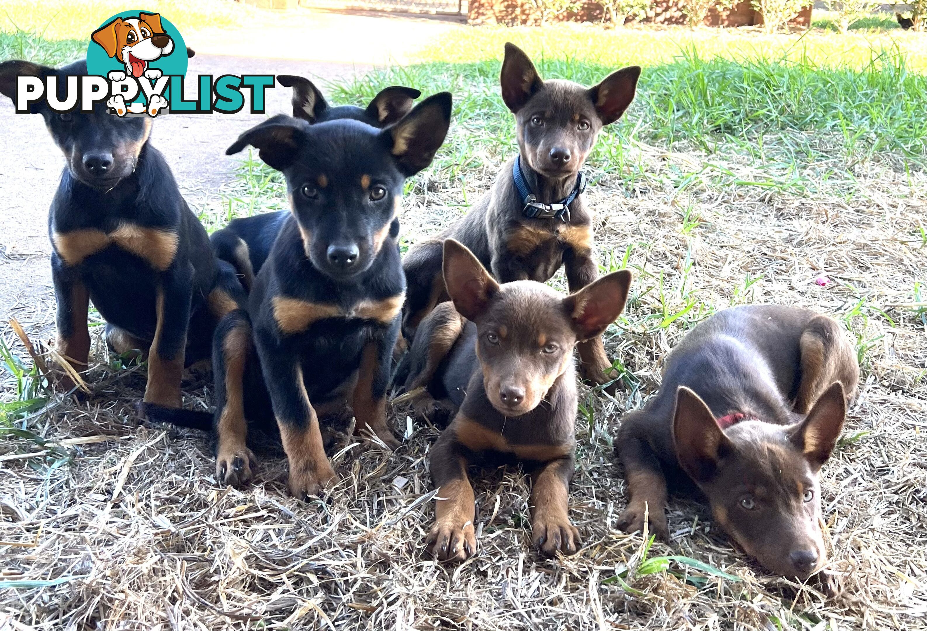 Kelpie Pups For Sale