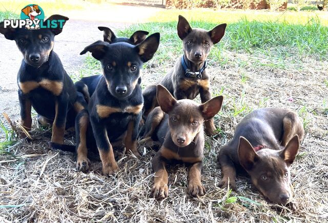 Kelpie Pups For Sale