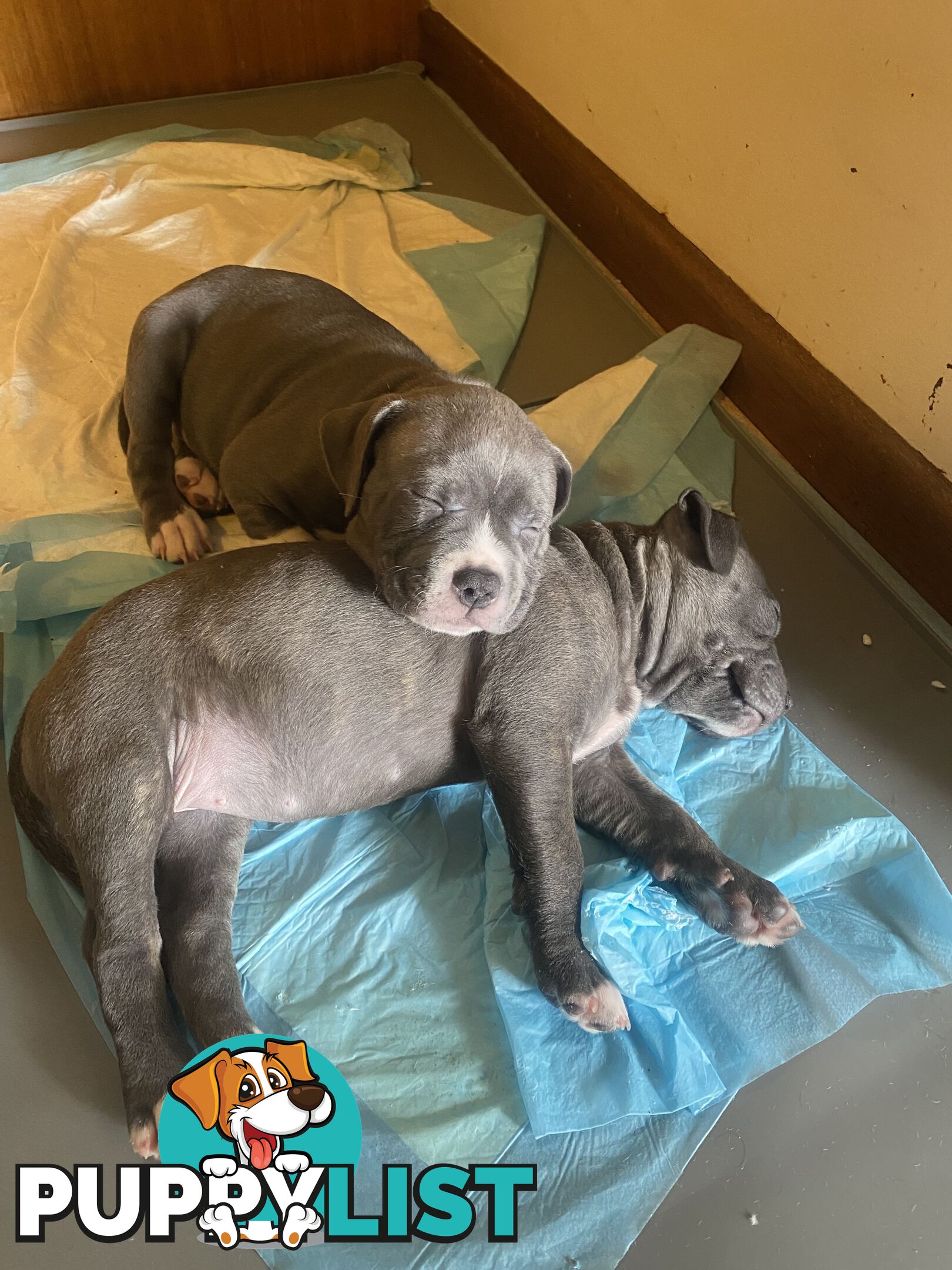 Blue American Staffordshire Terrier puppies!