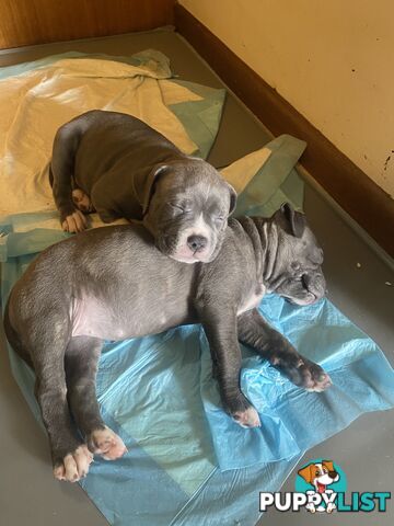 Blue American Staffordshire Terrier puppies!