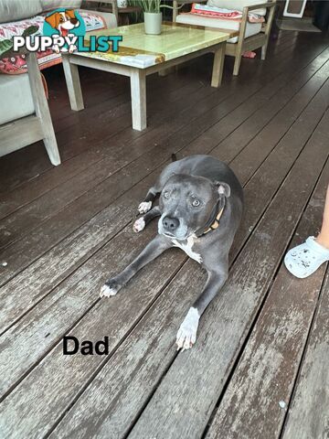 Blue American Staffordshire Terrier puppies!