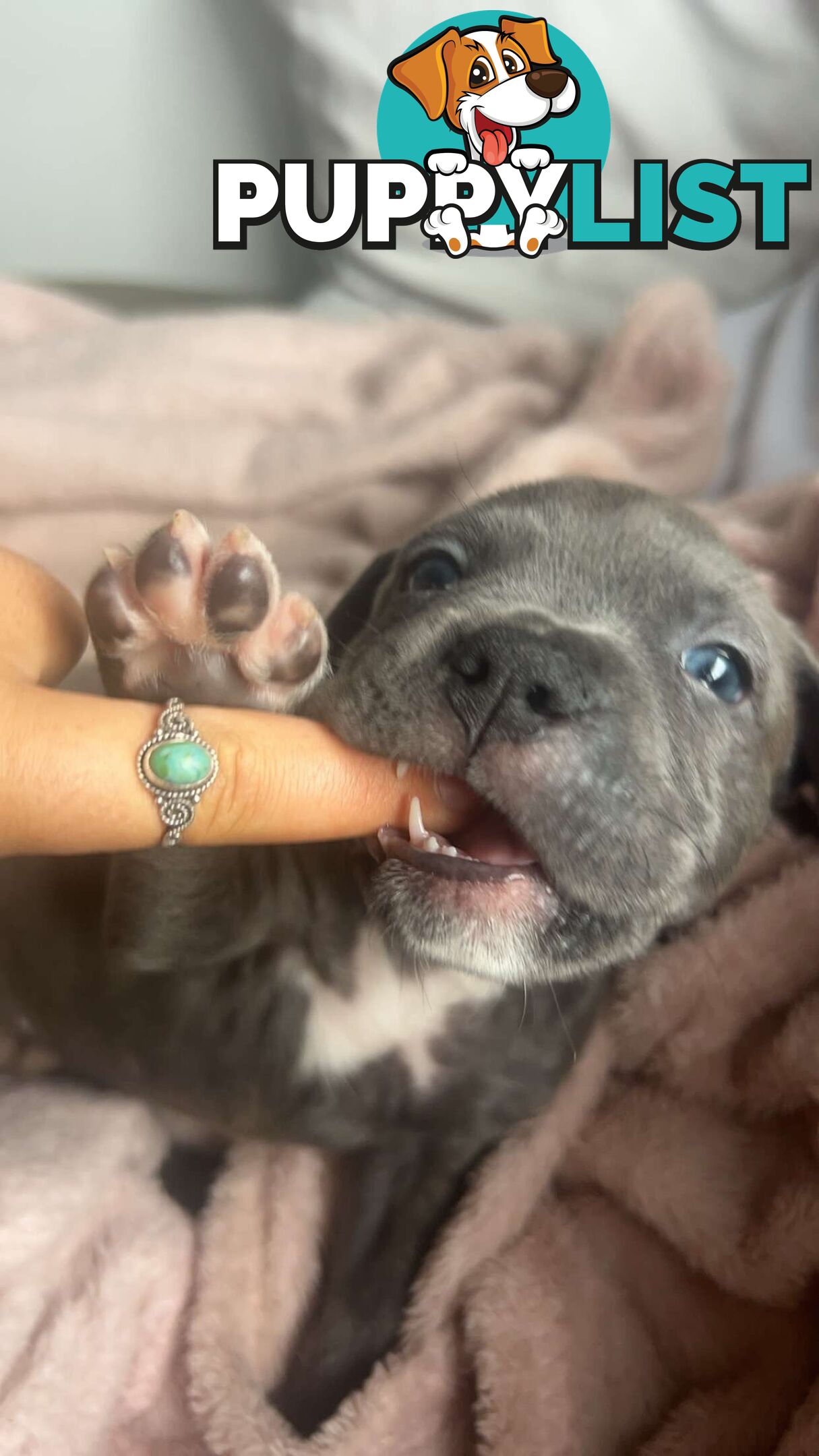 Blue American Staffordshire Terrier puppies!