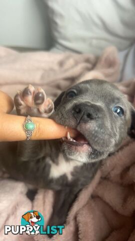 Blue American Staffordshire Terrier puppies!