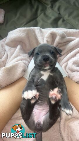 Blue American Staffordshire Terrier puppies!