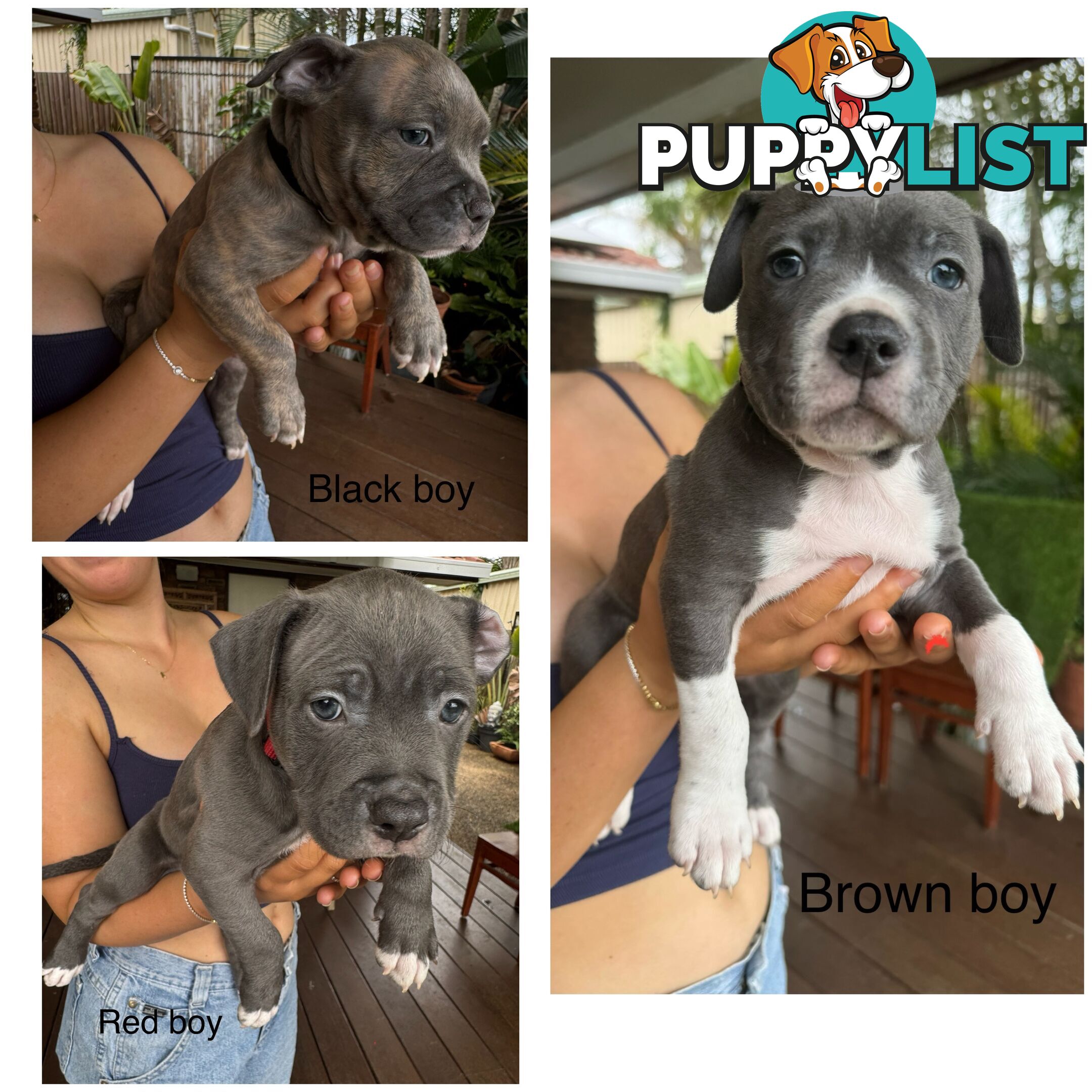 Blue American Staffordshire Terrier puppies!