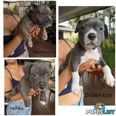 Blue American Staffordshire Terrier puppies!