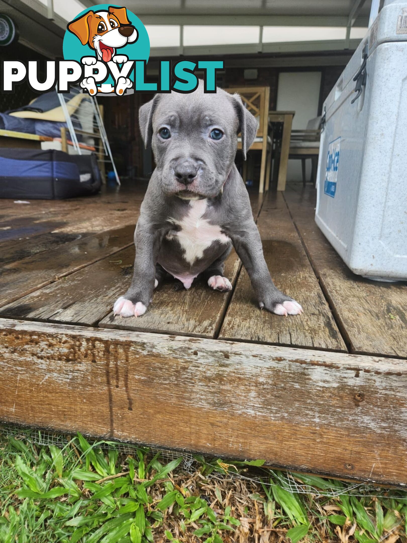 Blue American Staffordshire Terrier puppies!