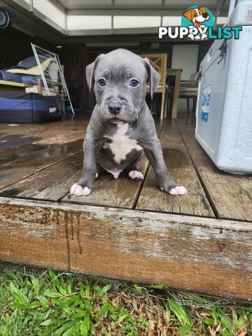 Blue American Staffordshire Terrier puppies!