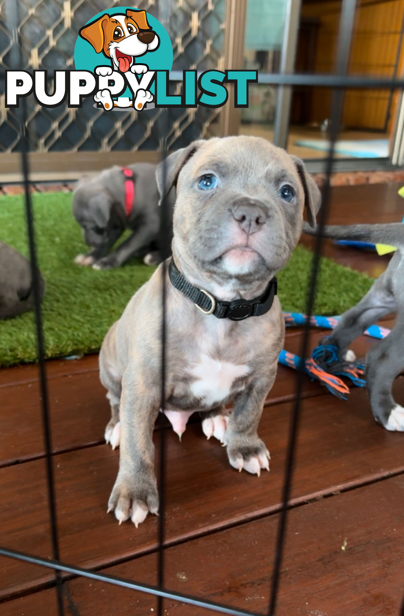 Blue American Staffordshire Terrier puppies!