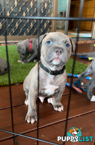 Blue American Staffordshire Terrier puppies!