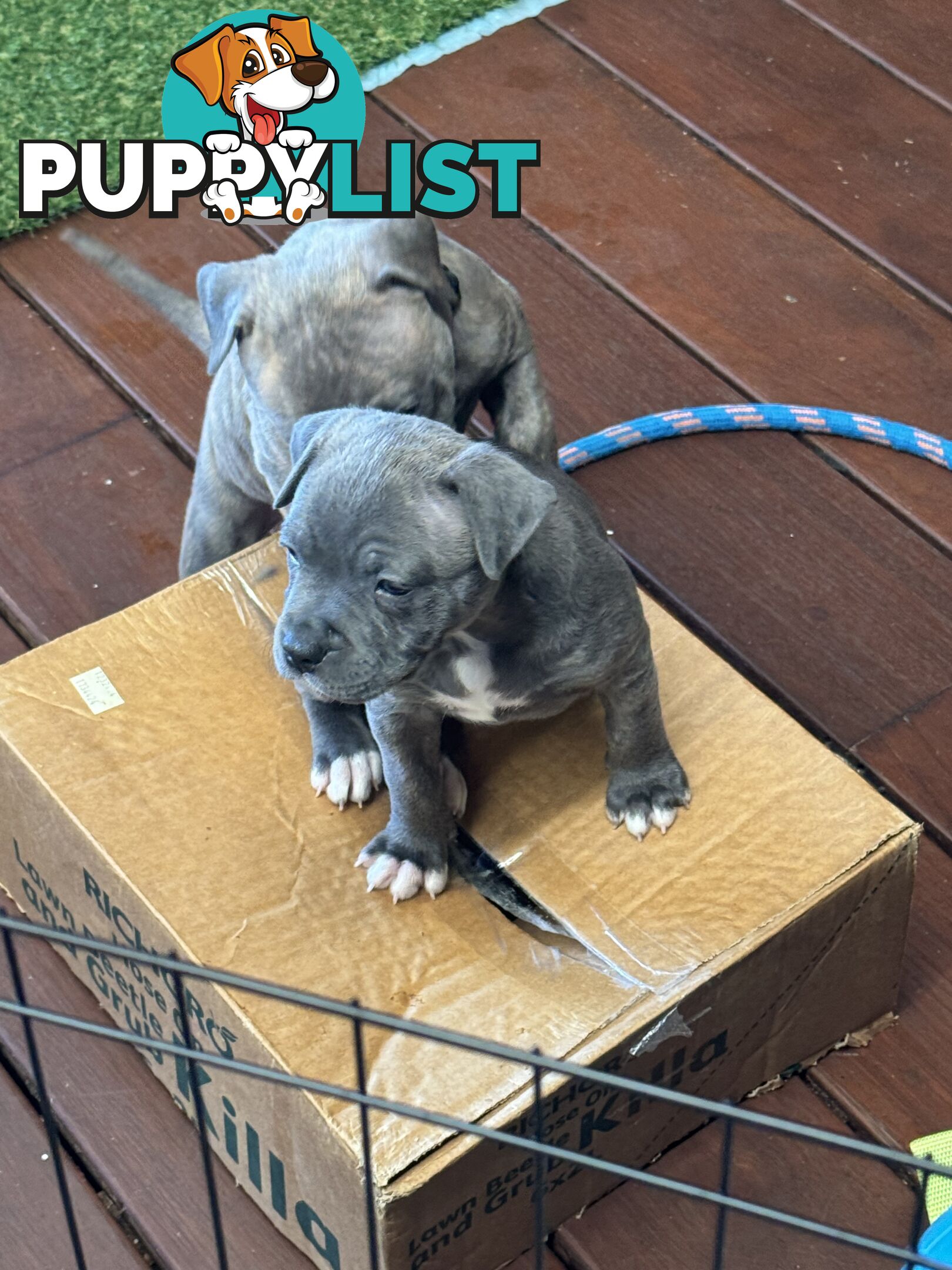 Blue American Staffordshire Terrier puppies!